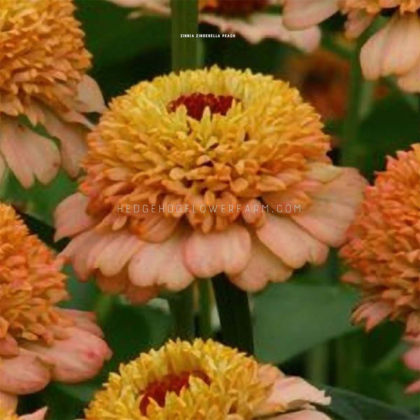 Zinderella Peach Zinnias for sale from Hedgehog Flower Farm