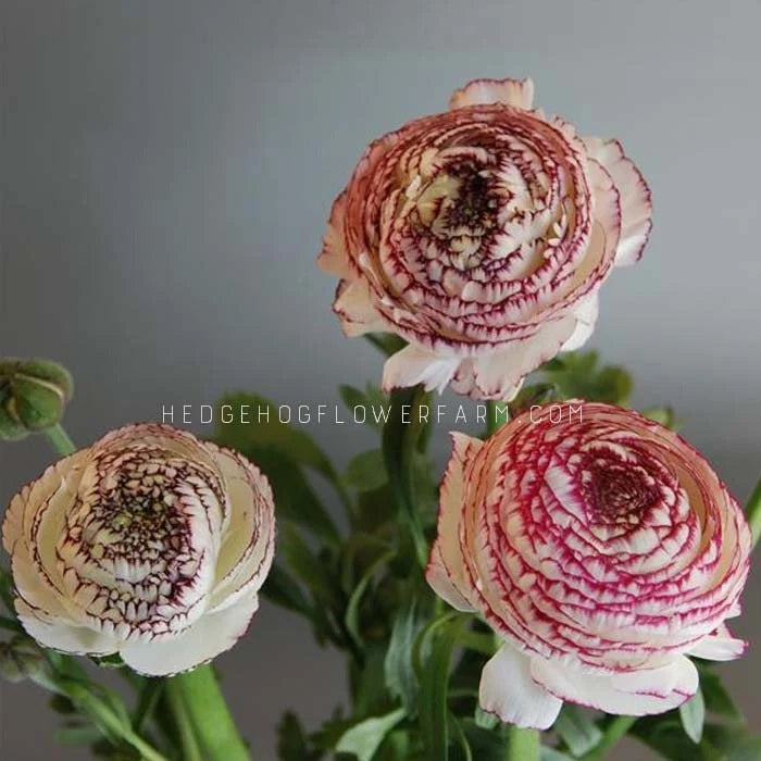 Three pink and white labelle white picotee ranunculus flowers with a blurred background and 'Hedgehog Flower Farm' watermark.