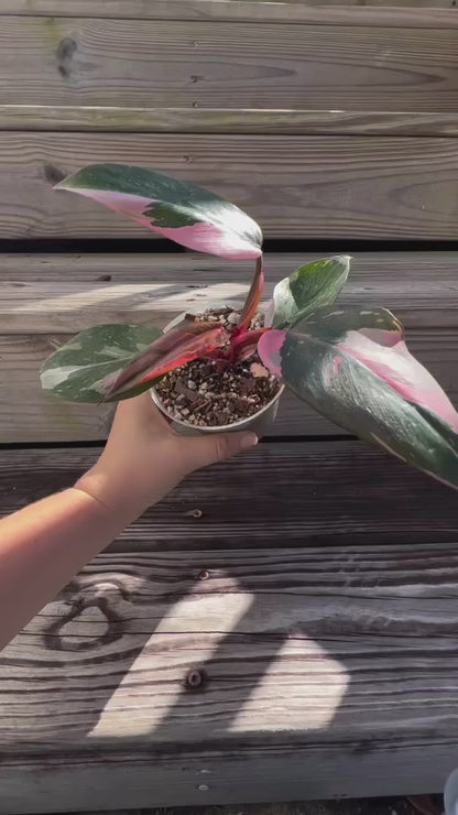 Philodendron - Pink Princess - Live Potted Plant