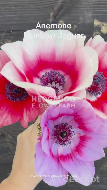 Anemone Rainbow Jaguar - 5 Corms