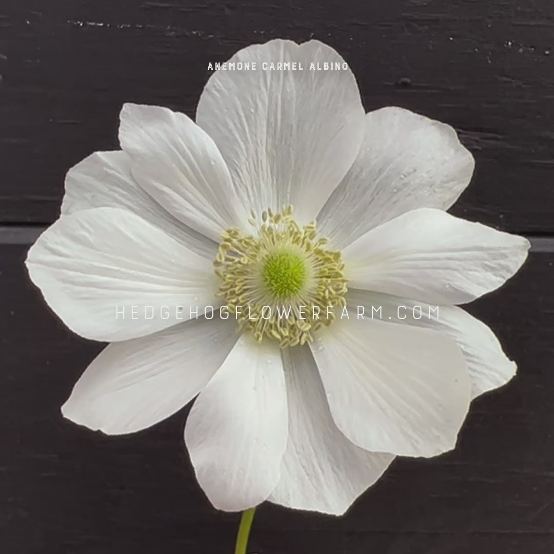 Carmel Albino Anemone for sale by Hedgehog Flower Farm