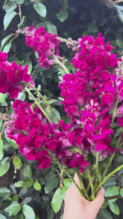 Cannes 2-3 Velvet Red Snapdragon Seeds