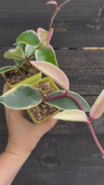 Hoya - Krimson Queen - Live Potted Plant