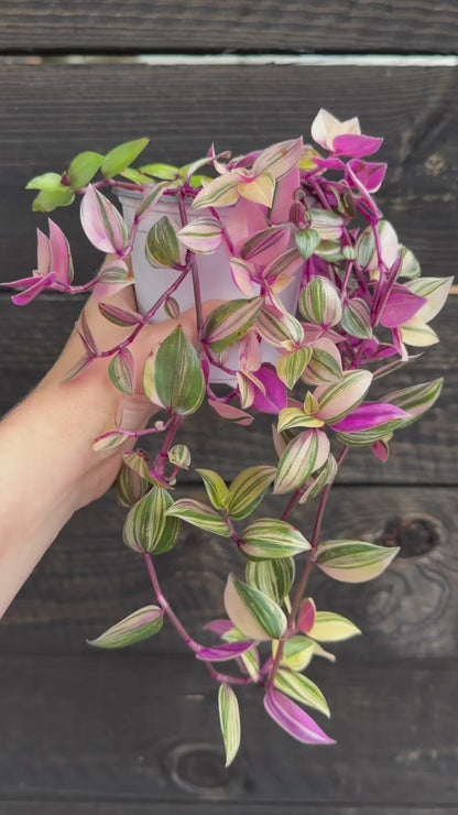 Tradescantia - Zebra Rainbow - Live Potted Plant