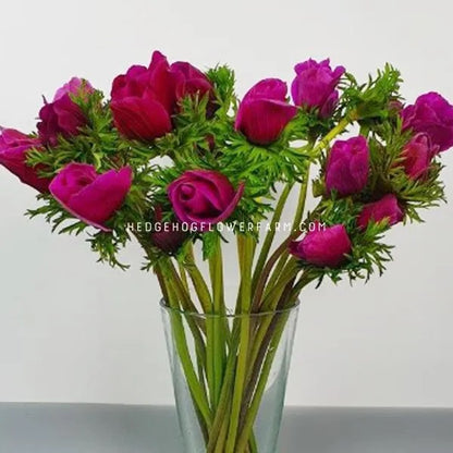Image of Anemone Rainbow Flashy Rose cut flowers in a vase showing beautiful deep pink hued petals, similar looking to roses, a top tall stems with fern-like foliage against a grey background.