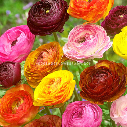 A bouquet of colorful tecolote picotee mix ranunculus flowers in shades of pink, red, orange, yellow, and burgundy. The flowers are arranged in a cluster with the stems visible.