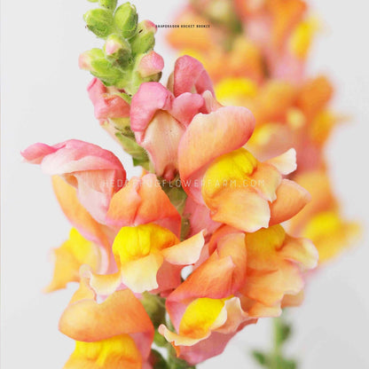 Close-up photo of Snapdragon Rocket Bronze flower in bloom showing colorful blooms in shades of pink, yellow and orange on a green stem against a white background with another blurred blooming rocket bronze snapdragon visible in the back. 