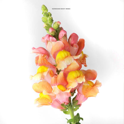 Close-up photo of the top of a Snapdragon Rocket Bronze flower in bloom showing multiple sets of pink, orange and yellow blooms on a green stem topped with green pre-buds against a white background. 