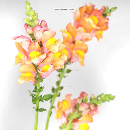 Photo of three Snapdragon Rocket Bronze flowers in bloom showing multiple sets of pink, orange and yellow blooms on a green stem topped with green pre-buds against a white background. Left most snapdragon being in focus while the right two are blurred in the background. 
