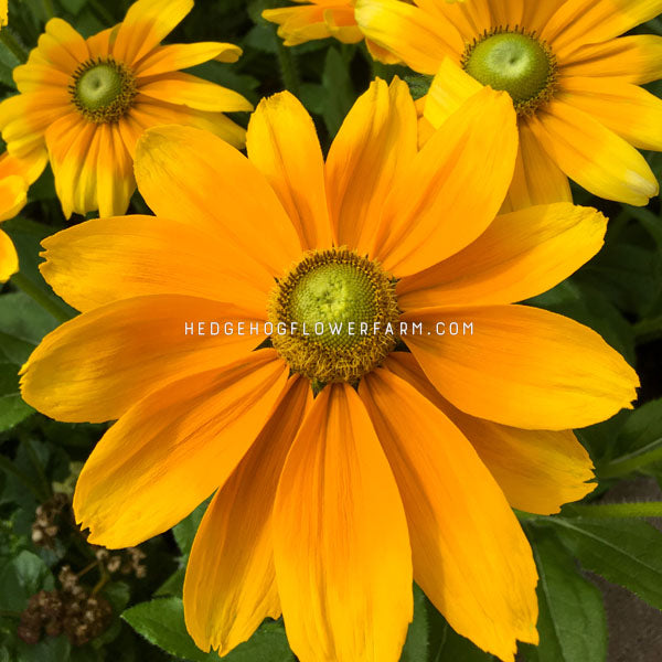 Up close image of rudbeckia Irish spring flower. Big yellow petals with a green center.