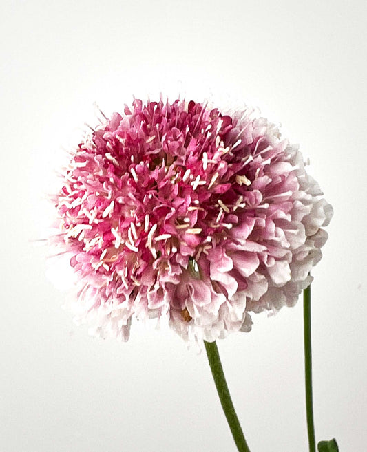 Flowers - Scabiosa - Scoop Strawberry