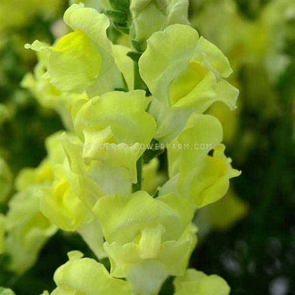 up close image of buttery golden snapdragons