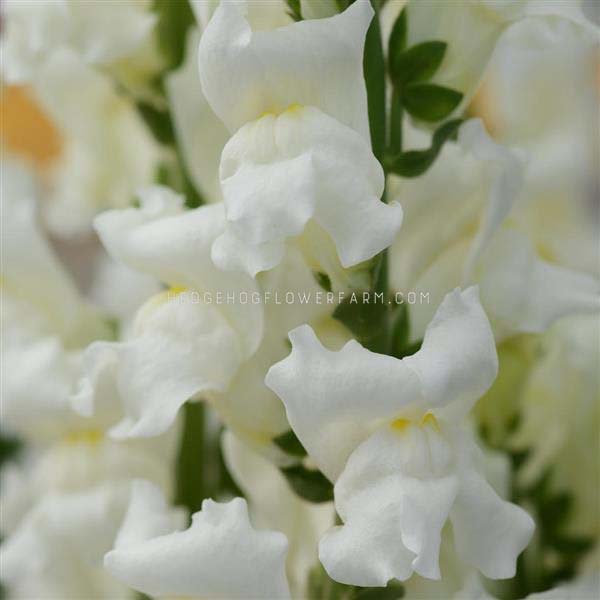 unclose image of pure white snapdragons with yellow centers.