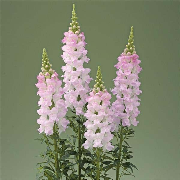 image of four light pink snapdragons. Color is ombre pastel pink almost purple.