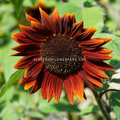 Photo of rouge royale sunflower blooming in the garden showing a red and orange gradient of petals outlining a brown center with a blurred background of green foliage. 