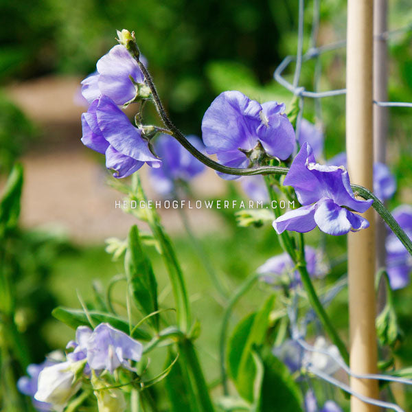up close image of sweet pea mammoth blue mid flower. color is bluish- purple.