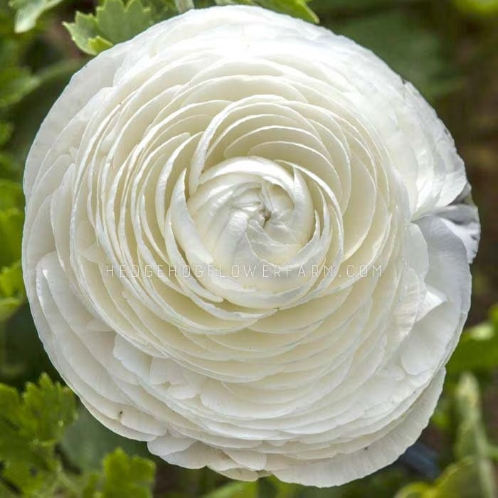 Close-up top view photo of Ranunculus Tecolote White in bloom showing multiple layers of large white petals coming out from the center creating a large flower. Background is s a blurred garden.
