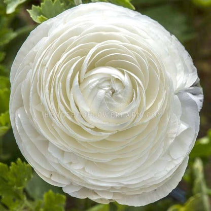 Close-up top view photo of Ranunculus Tecolote White in bloom showing multiple layers of large white petals coming out from the center creating a large flower. Background is s a blurred garden.