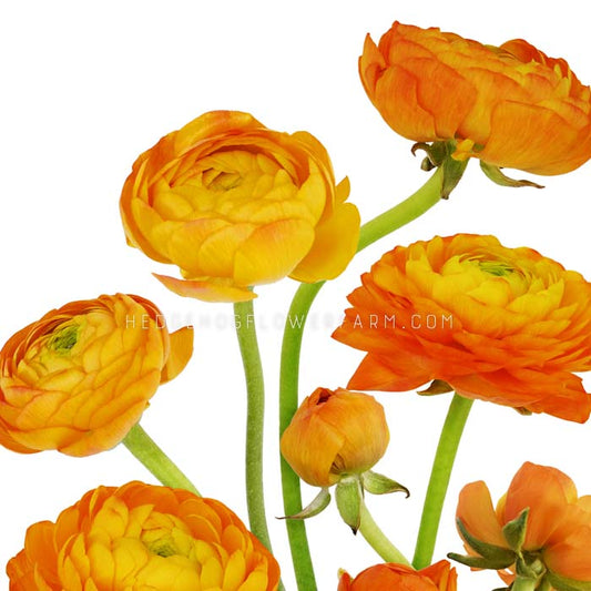 Ranunculus Amandine Orange Picotee - 10 Corms