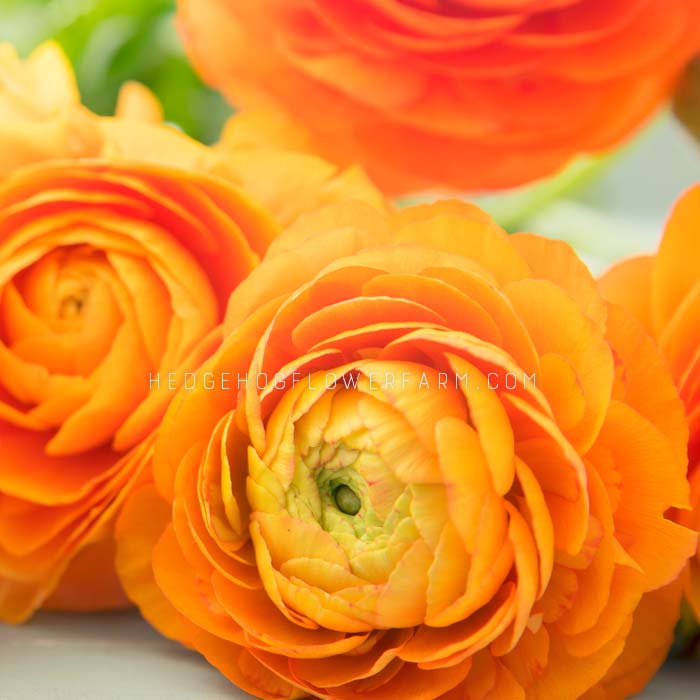 Orange Ranunculus