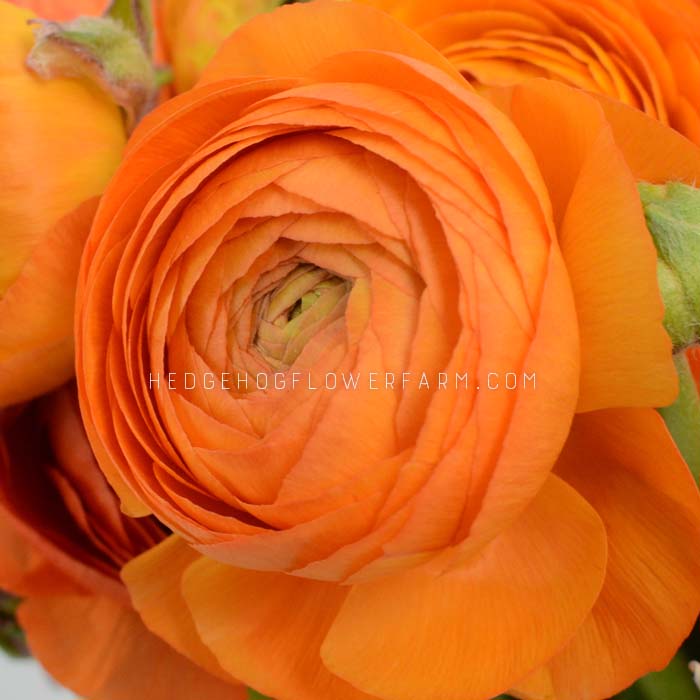 Ranunculus Amandine Orange - 10 Corms