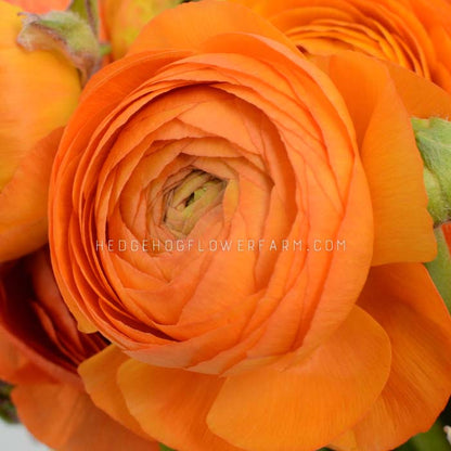 Ranunculus Amandine Orange - 10 Corms