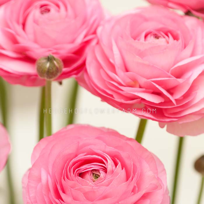 Runculi Roses Ranunculus Amandine Rose | 10 Corms | Rose Pink Persian Buttercups ...