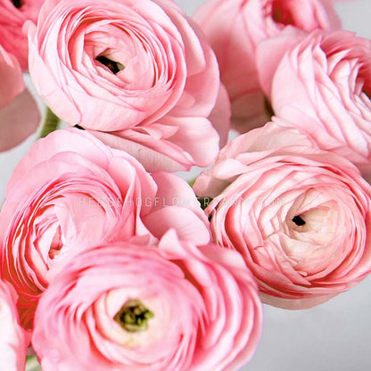 Close-up photo of multiple Ranunculus Half Clone Juliette Blooms showcasing a light pink round layered bloom on a light grey background. 