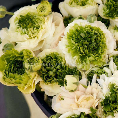 Close-up top view photo of a bouquet of Ranunculus Super Green Cream showing multiple blooms of ruffled green petals in the center with white ruffled petals around the edges creating a white wrapped artichoke look. 