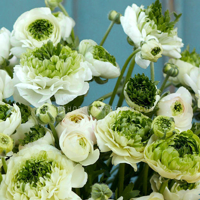 Whtie Ranunculus Ranunculus – HedgehogFlowerFarm.com