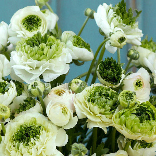 Ranunculus Super Green White - 10 Corms