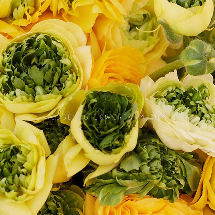 Ranunculus Super Green Yellow - 10 Corms