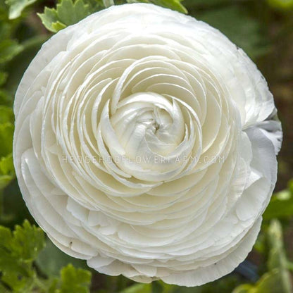 Close-up top view photo of Ranunculus Tecolote White in bloom showing multiple layers of large white petals coming out from the center creating a large flower. Background is s a blurred garden. 