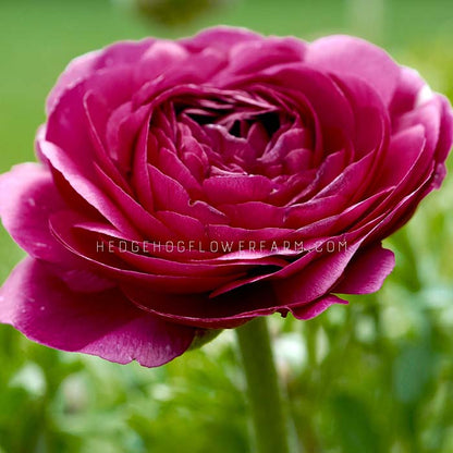 Close-up side view photo of Ranunculus Tecolote Merlot blooming in a garden showing multiple layers of wine colored petals coming out form the center on a green stem with a blurred garden background. 