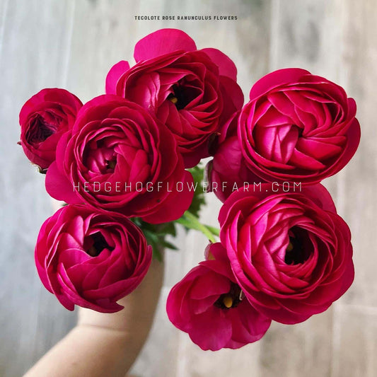 Ranunculus Tecolote Rose - 10 Corms