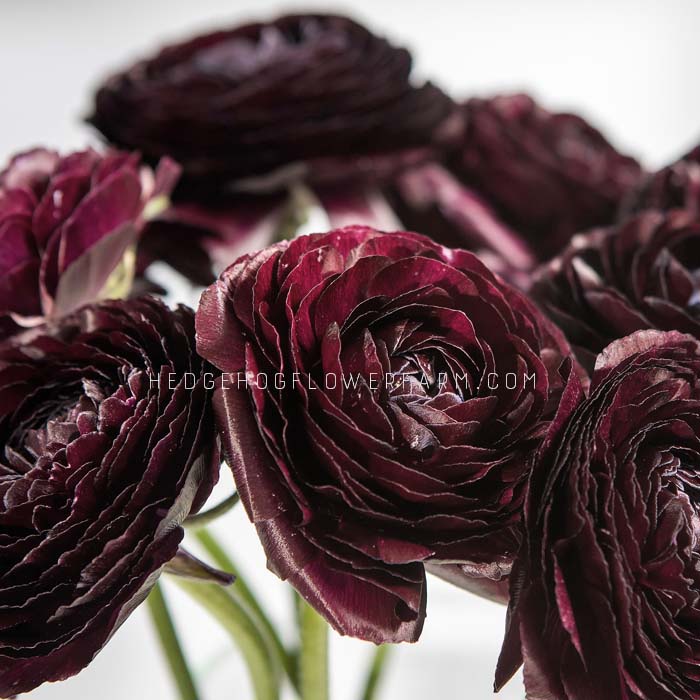 Ranunculus Amandine Black - 10 Corms