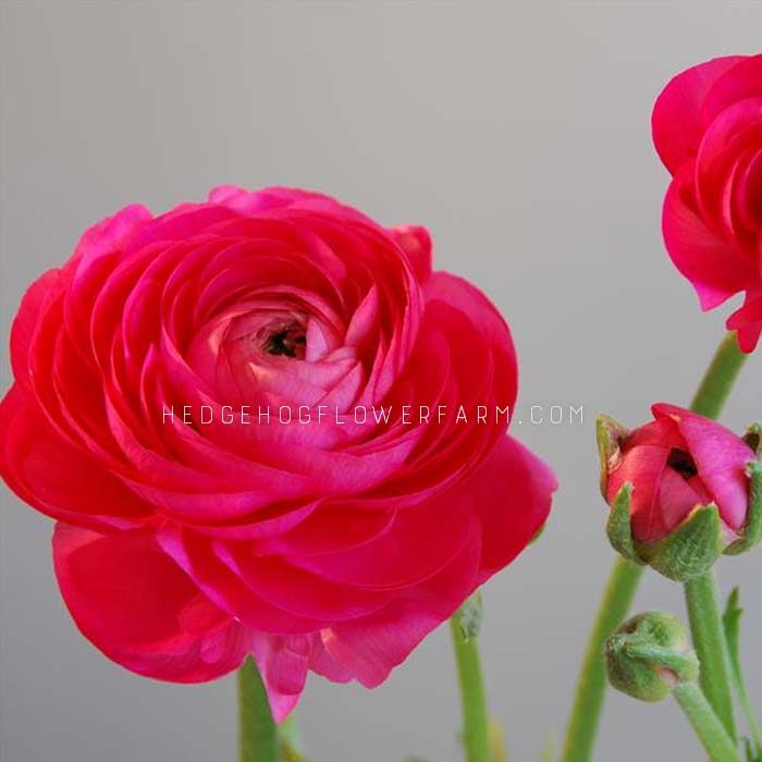 Ranunculus Amandine Bonbon - 10 Corms